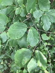 Hamamelis virginiana