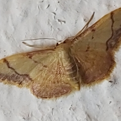 Idaea ostrinaria