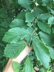 Hamamelis virginiana