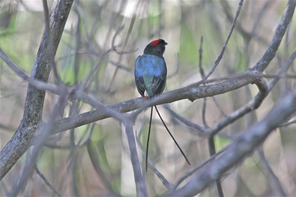 Long-tailed Manakin