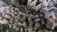 Physarum polycephalum