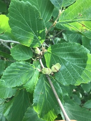 Hamamelis virginiana