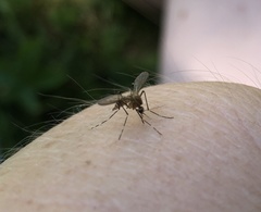 Aedes canadensis canadensis
