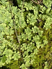 Sedum glaucophyllum