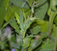Cicerbita macrophylla