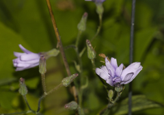 Cicerbita macrophylla