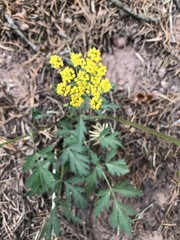 Pseudocymopterus
