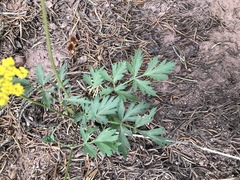 Pseudocymopterus