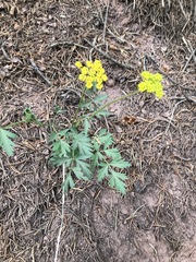 Pseudocymopterus