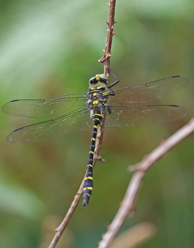 Golden-ringed Dragonfly