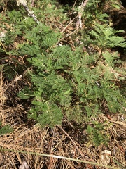 Chamaebatia foliolosa