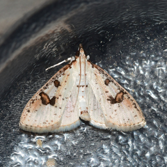 Palpita illibalis