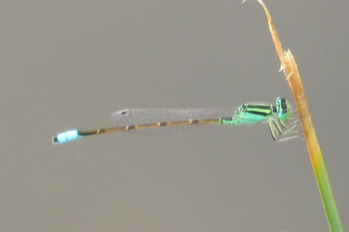 Desert Forktail photo 6