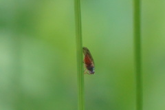 Palloptera scutellata