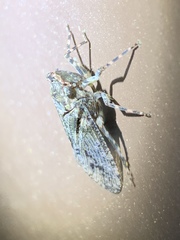 Calyptoproctina