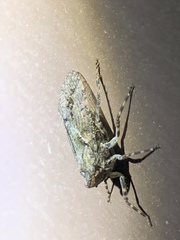 Calyptoproctina