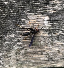 Polistes parametricus