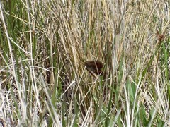 Argyrophenga janitae