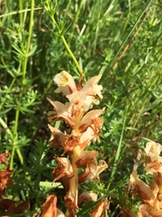 Orobanche caryophyllacea