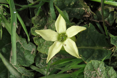 Jaborosa runcinata