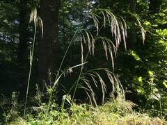 Bromus benekenii