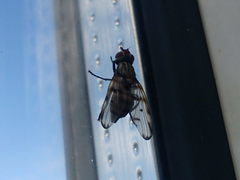 Otites formosa