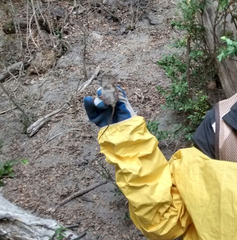 Oligoryzomys longicaudatus