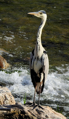 Ardea cinerea
