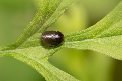 Clastoptera xanthocephala image