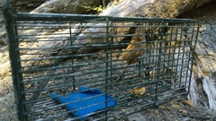 Oligoryzomys longicaudatus