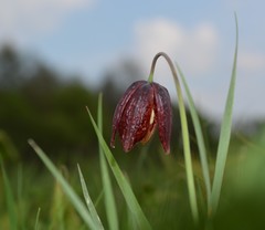 Fritillaria meleagroides