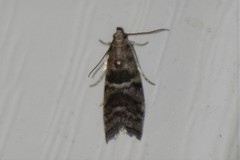 Actrix nyssaecolella