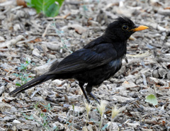 Turdus merula