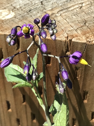 Solanum dulcamara