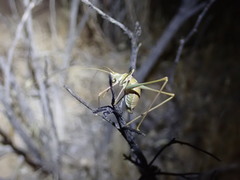 Arethaea brevicauda