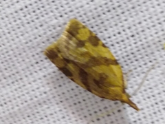 Sparganothis pilleriana