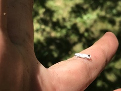 Yponomeuta multipunctella