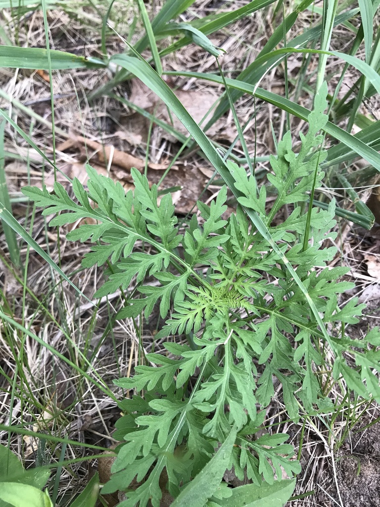 common ragweed from Fawn Dr, Oxford, WI, US on July 5, 2020 at 06:00 PM ...