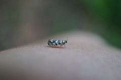 Epinotia tedella