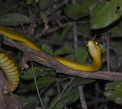 Dendroaspis jamesoni