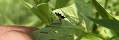 Deloyala guttata