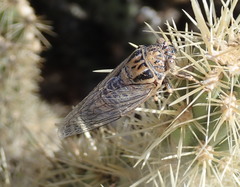 Clidophleps