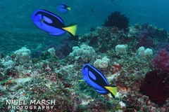 Paracanthurus hepatus