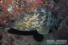 Epinephelus coioides