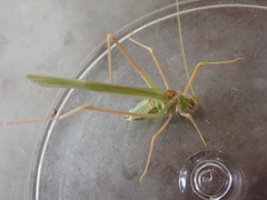Arethaea brevicauda