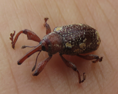 Heilipus