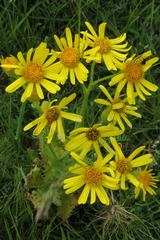 Senecio selloi