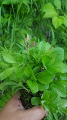Rhododendron redowskianum