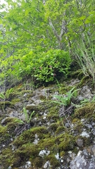 Rhododendron redowskianum