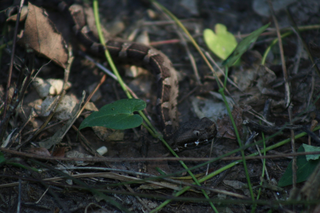 Slender Hognose Viper